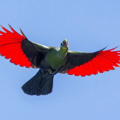 Muhammed  asefa tade