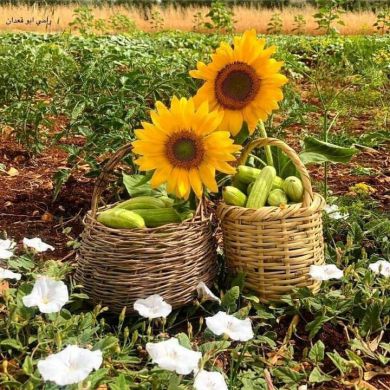 Rahma Belied Profile Picture