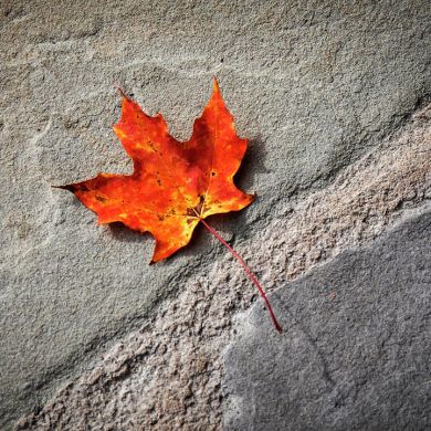 علي أبو الحسن