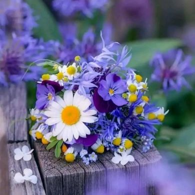 أمل عباد Profile Picture