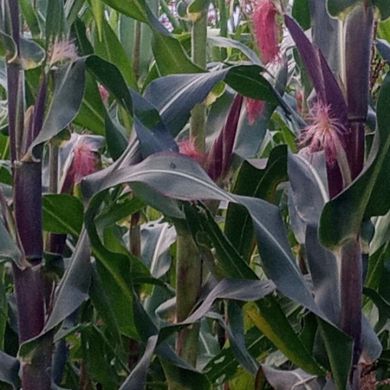 MezahirHussen Profile Picture