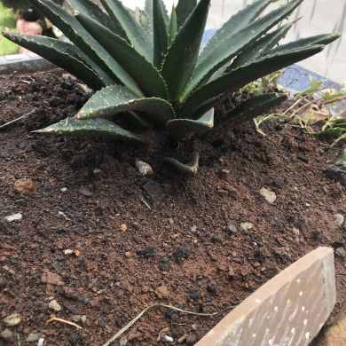 Salahadin Idris Profile Picture