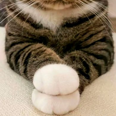 Адам Астемиров Profile Picture