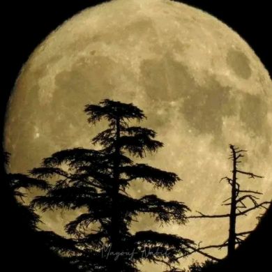 مصـــطفــى الجــــزائـري