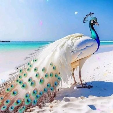 Faiza Seid Profile Picture