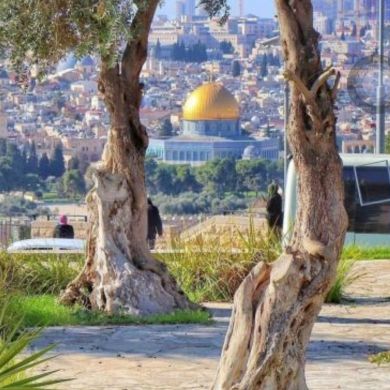 Sofe bint seid Sofe Profile Picture