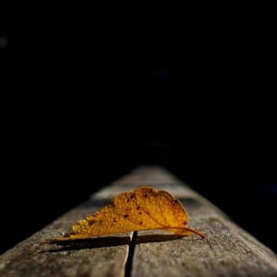 zizu argaw profile picture