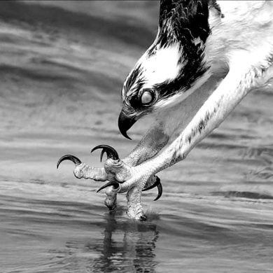 ALMANZOR H Profile Picture