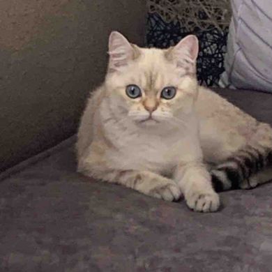 Kamila Ziya Profile Picture