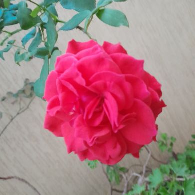 أم يحيى العاصمية Profile Picture