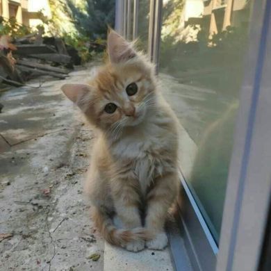 Youmna Gamal Profile Picture