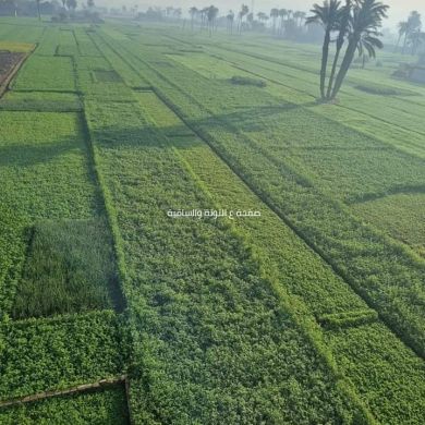 مصطفي محمد Profile Picture