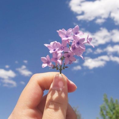 فـايـزة أحـمـد الـضـيـف