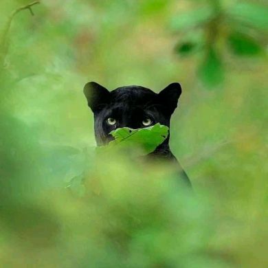 Azuz Mohammed Profile Picture