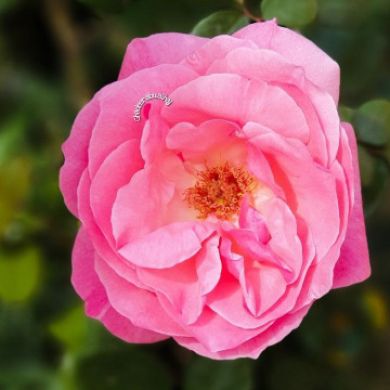 أم عبدالرحمن Profile Picture