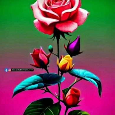 abas abdo Profile Picture