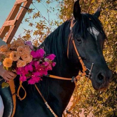 reem sh Profile Picture