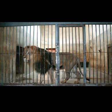 Nourdein Shafie Profile Picture