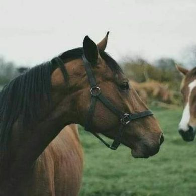 إسراء أحمد  Profile Picture