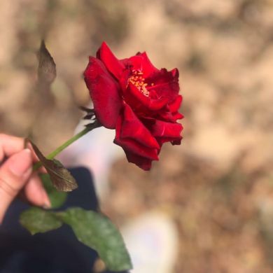 شيماء عبد السلام