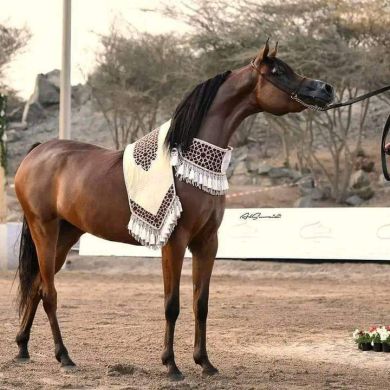 بو سهل الرياني Profile Picture