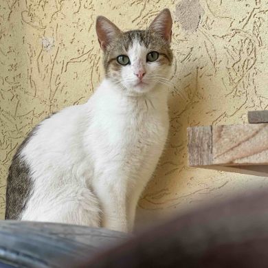 علي عوكاكو Profile Picture