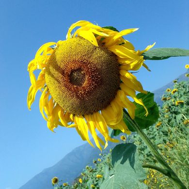 Mensur Profile Picture