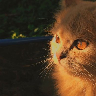 shefaa alkhateeb MOA7EDH Profile Picture