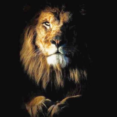 ذو البجادين