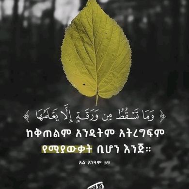 Fedila Abrar Profile Picture