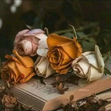 إخلاص إخلاص Profile Picture