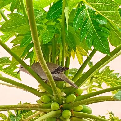 د نعيمة مداح