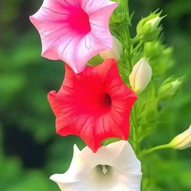 SunaBirhan Profile Picture