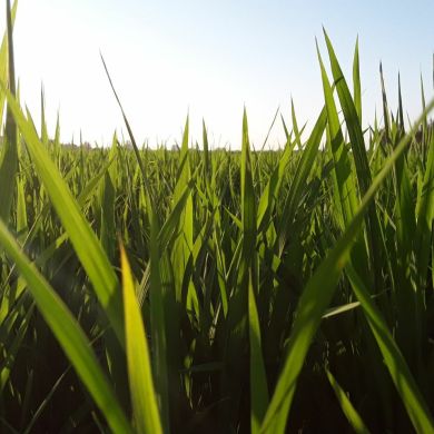 ajowf Profile Picture