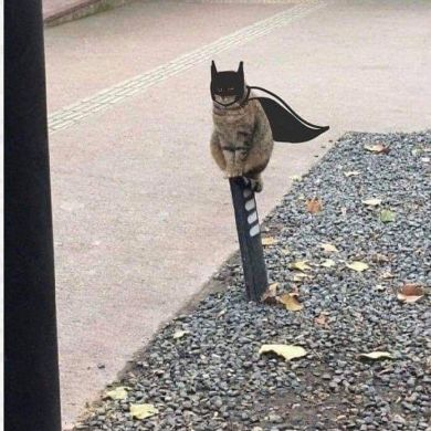 Adel Mohammed Profile Picture