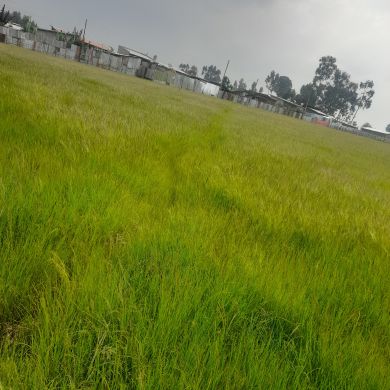 Ahmed Kedir Profile Picture