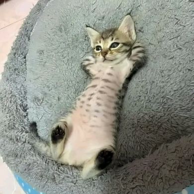 Imade Lakramsi Profile Picture