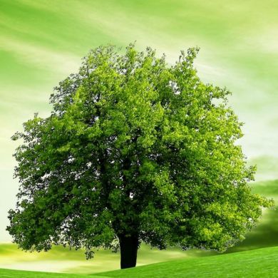 سليمان سليمان