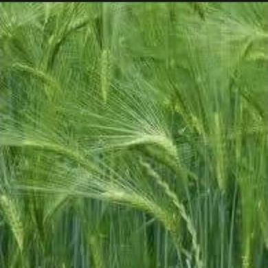 JemalAlye Profile Picture