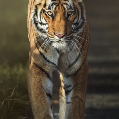 Fuad Mehdi Profile Picture