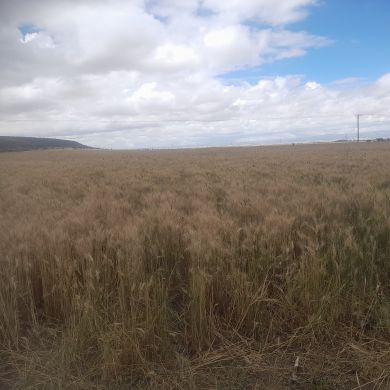 Mesud Abduqu Profile Picture