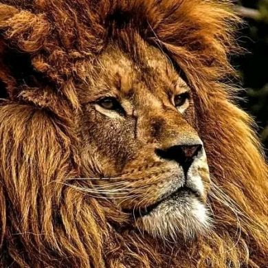 Murad Ahmed Profile Picture