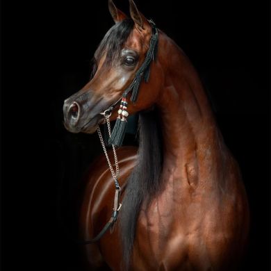 حمزة أصيل Profile Picture