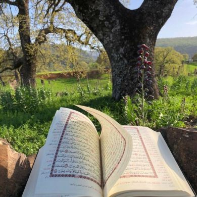 سمية أم أفنان