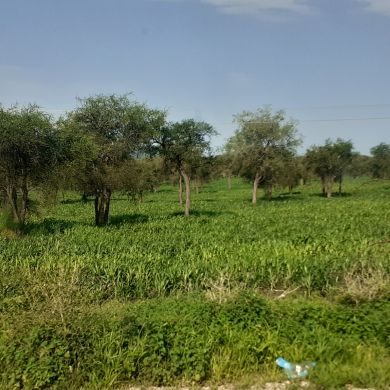 Zahredin Abdullahi Profile Picture