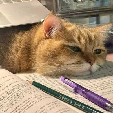 hanamostafa hanaelha