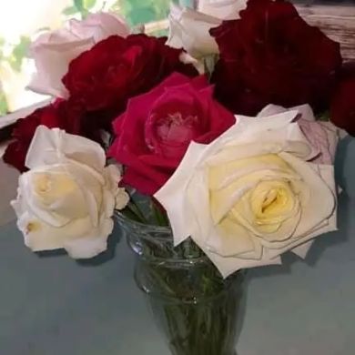 خولود عادل Profile Picture