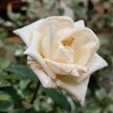 asmaa oumtasnim Profile Picture