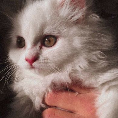 خولة أوهيب Profile Picture