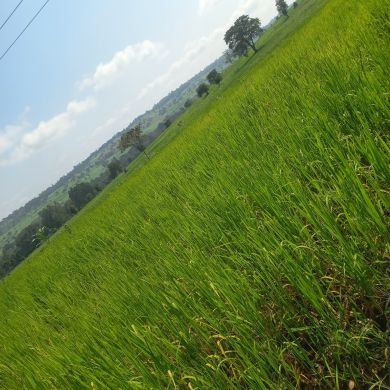 Kedir Ibn Ibrahim Profile Picture